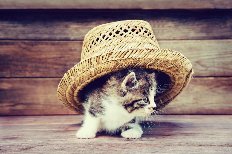 木板背景帽子下的小猫