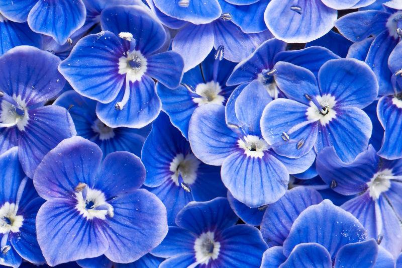 堆满的蓝花