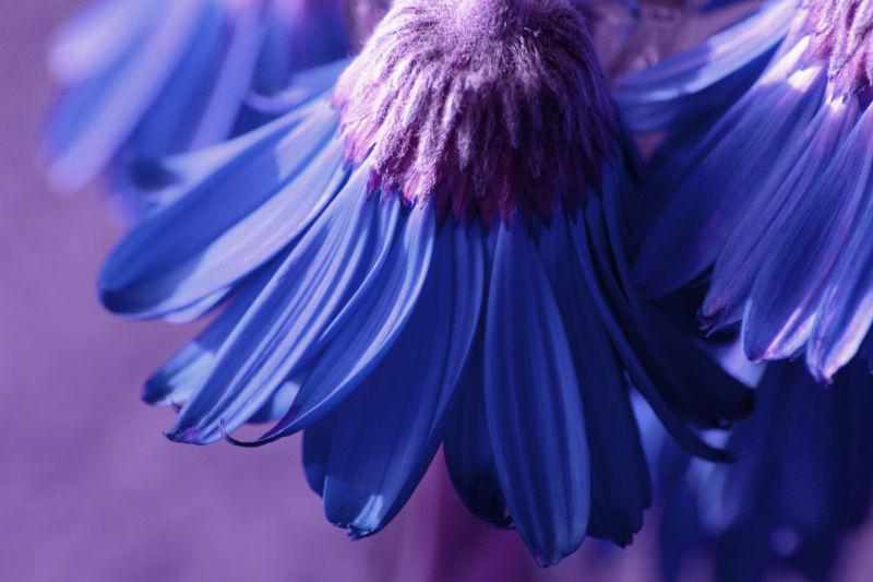紫色背景上的蓝花
