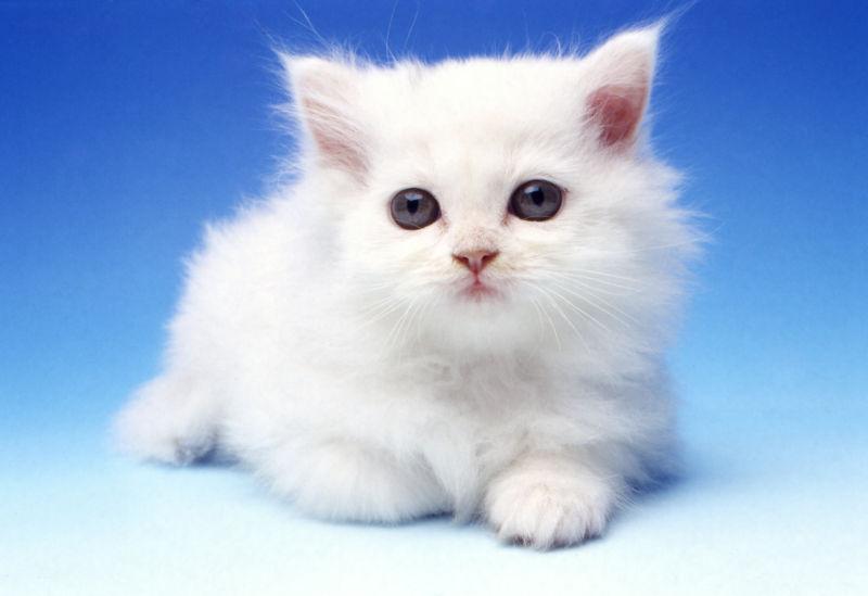 蓝色背景下的白色的可爱宠物猫
