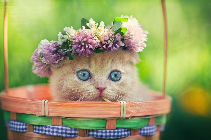 篮子里带着花环可爱的猫咪