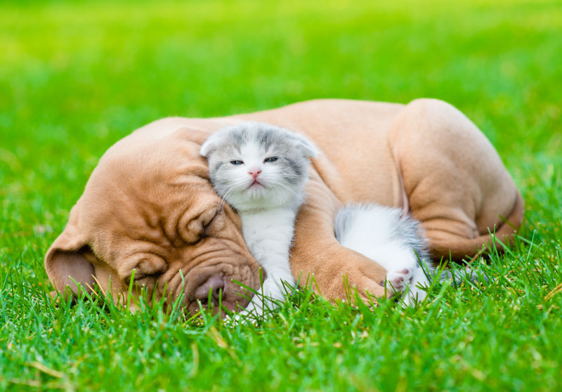 沉睡的波尔多小狗拥抱可爱小猫咪