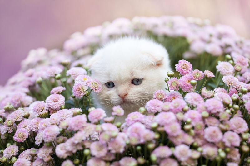 粉色花多中可爱白色小猫