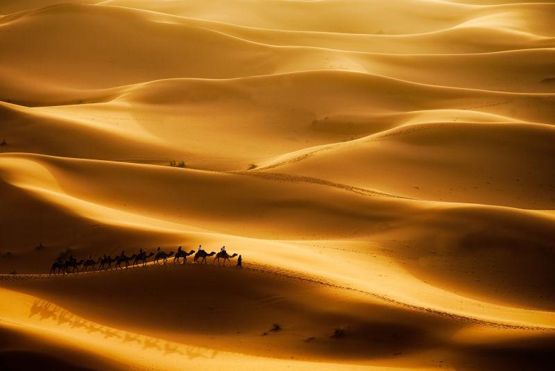 金色沙漠中的骆驼车队