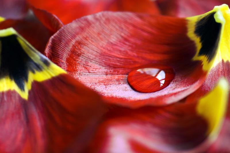 红色郁金香花瓣上的水滴