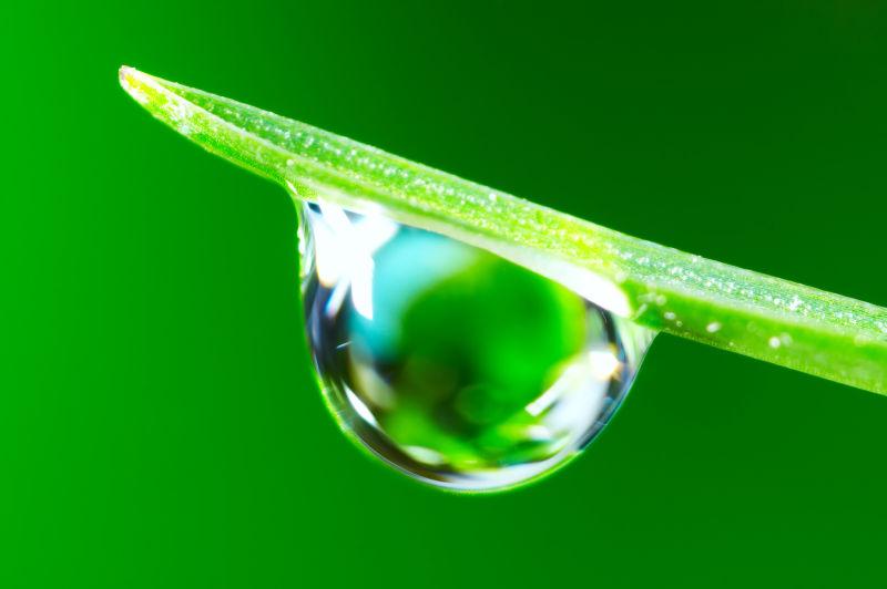 绿色枝头上的水滴