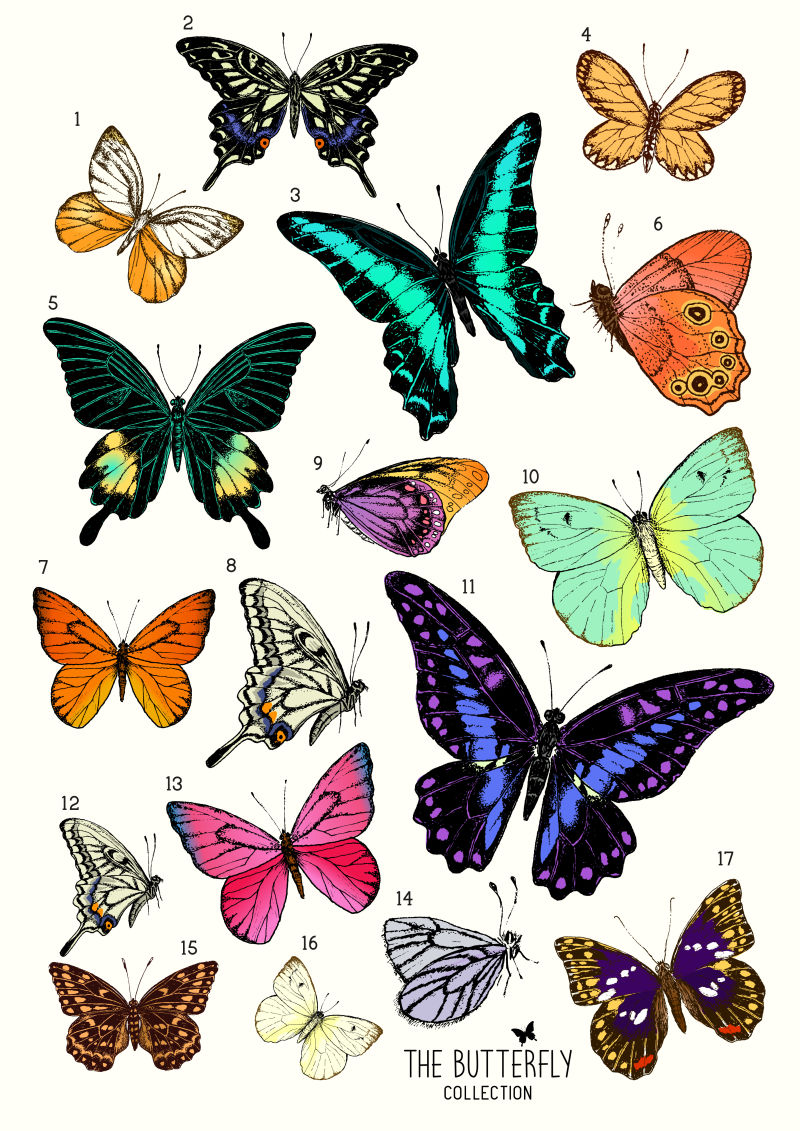 彩色蝴蝶矢量插图设计