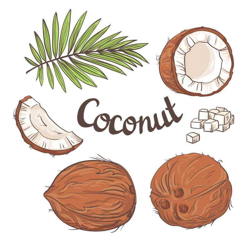 创意矢量手绘风格的椰子插图
