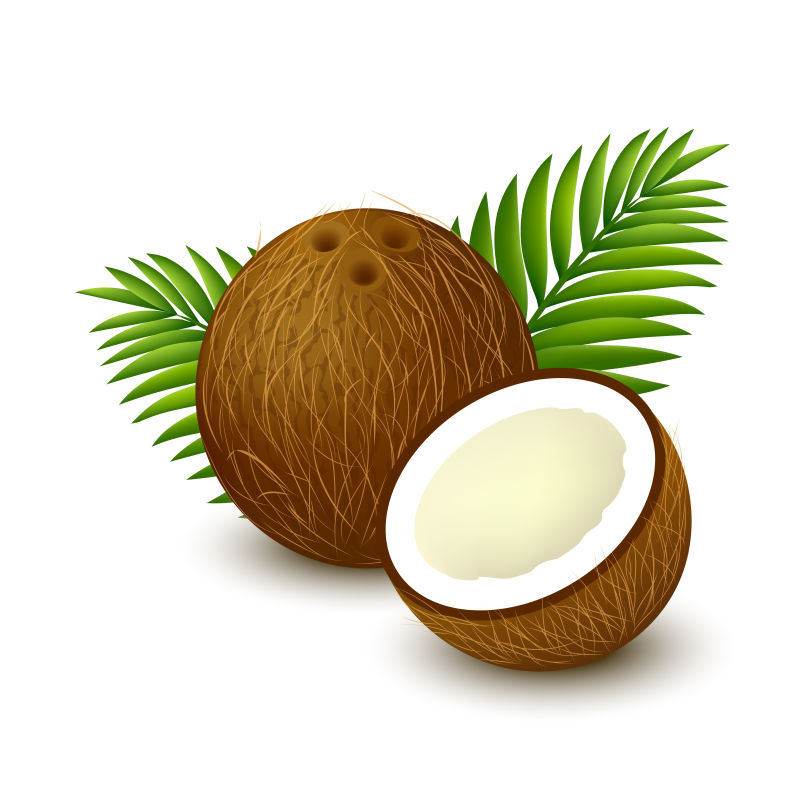 矢量新鲜的椰子插图