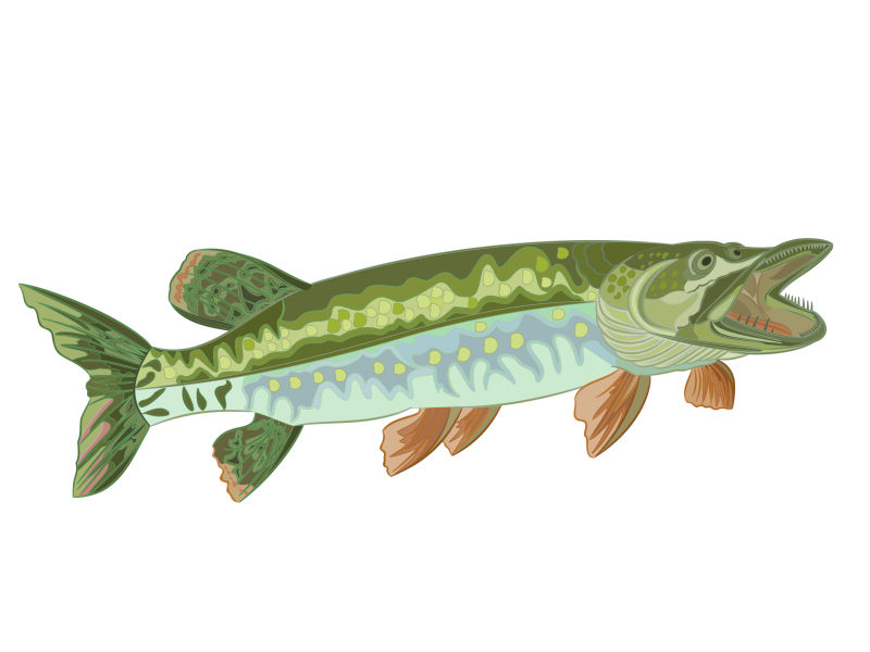 绿色北梭鱼矢量插图