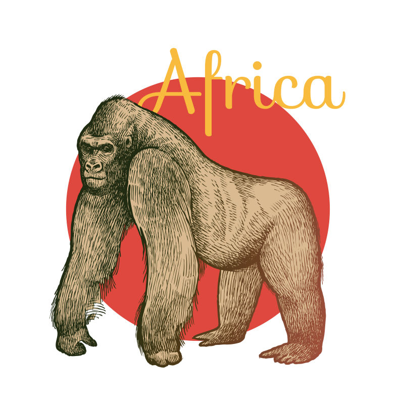 矢量非洲大猩猩插图