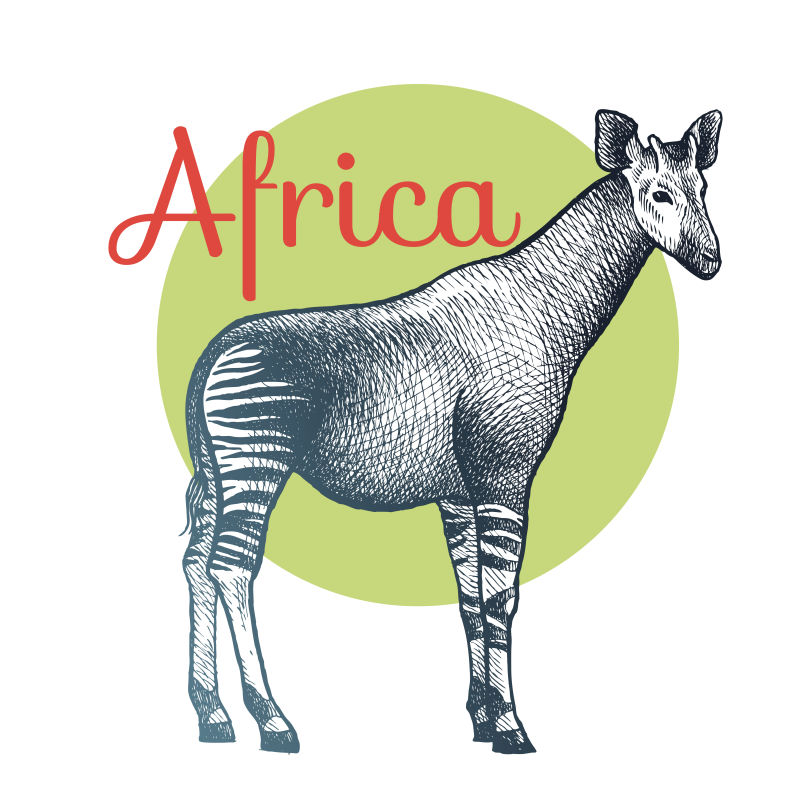 矢量非洲霍加狓插图