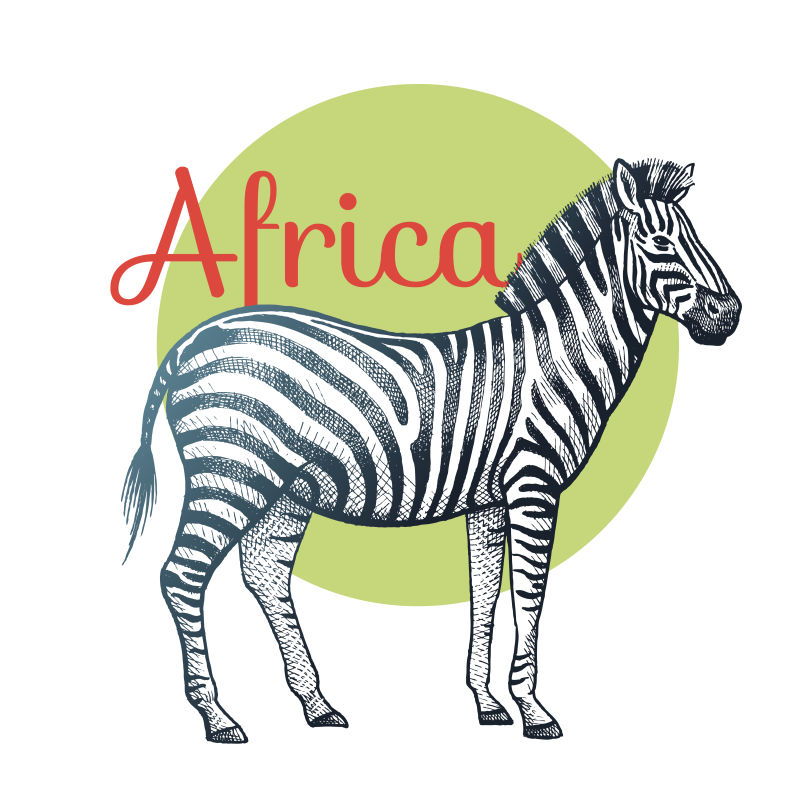 矢量非洲斑马插图