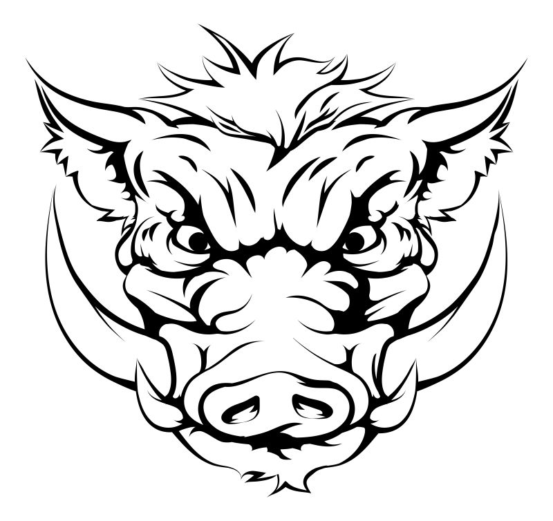 矢量野猪插图设计