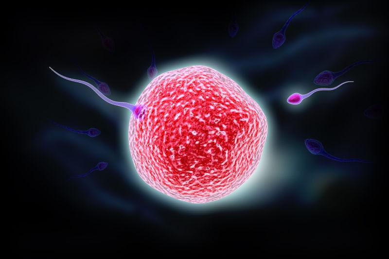 黑色背景上的红色精子和卵子
