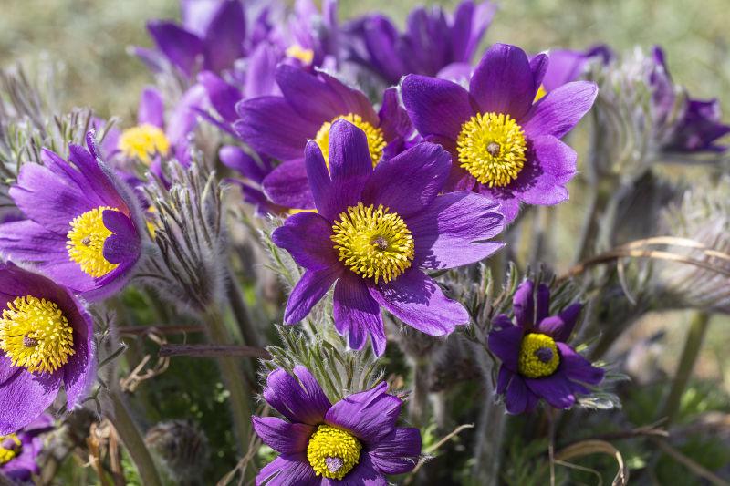 紫罗兰在春天的公园里