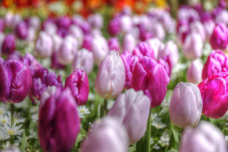 紫色郁金香在荷兰每年都在生长