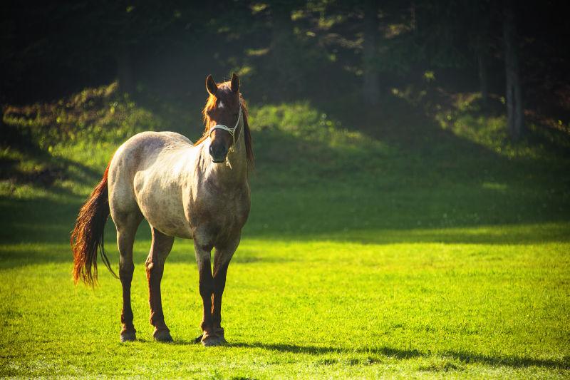 清晨牧场草地上的马