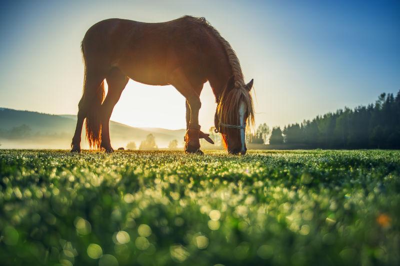 日出迷雾下牧场上吃草的马