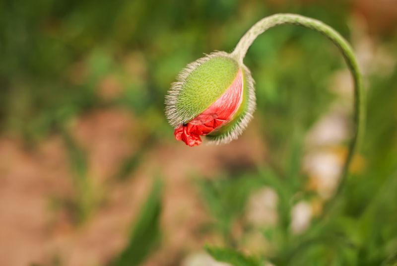 草地上的罂粟花蕾