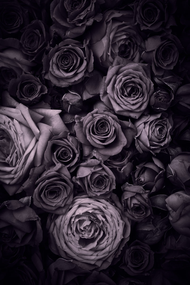灰色背景前的玫瑰