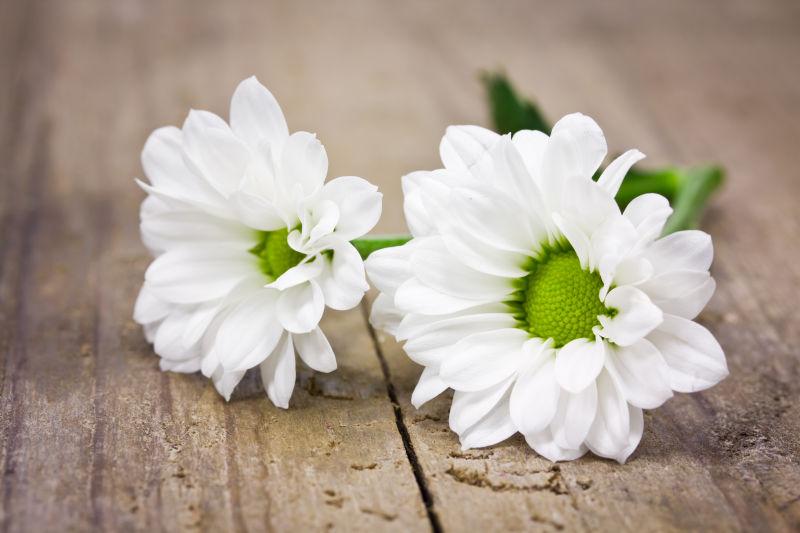 白色的美丽花朵