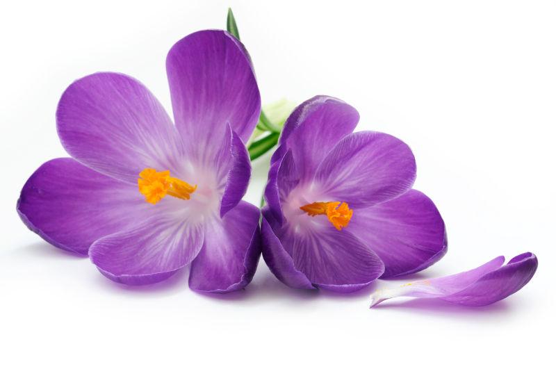 紫色番红花