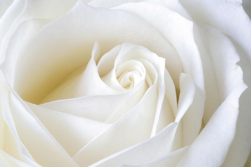 白色花朵纯粹完美