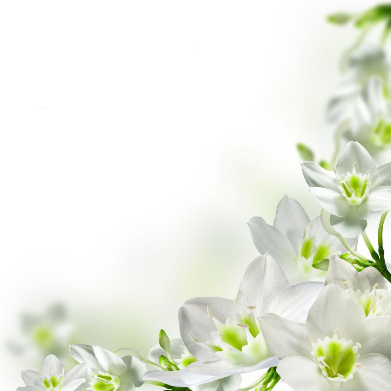 白的的小花