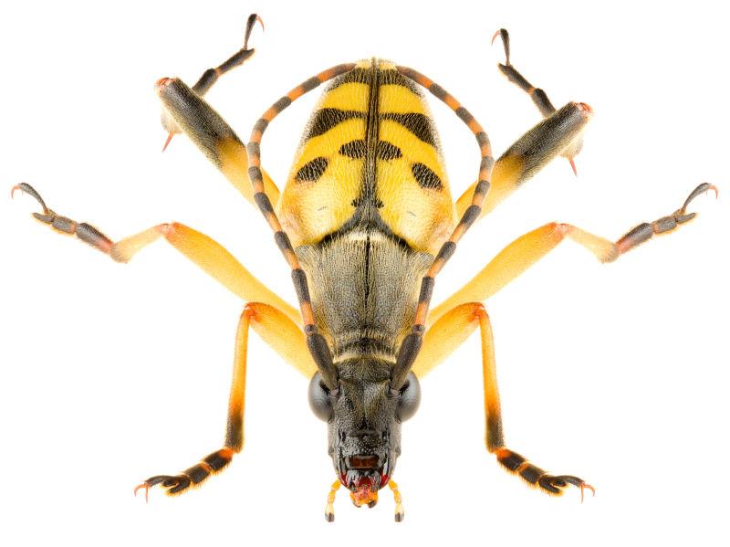 白色背景下的斑点长角甲虫