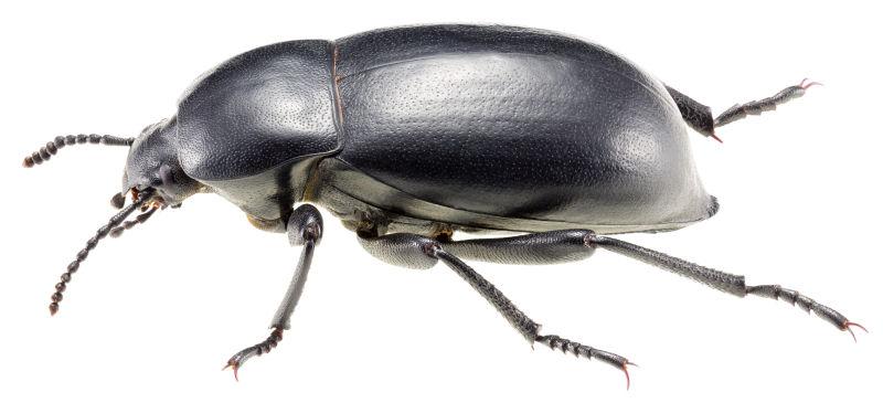 白色背景下的黑甲虫