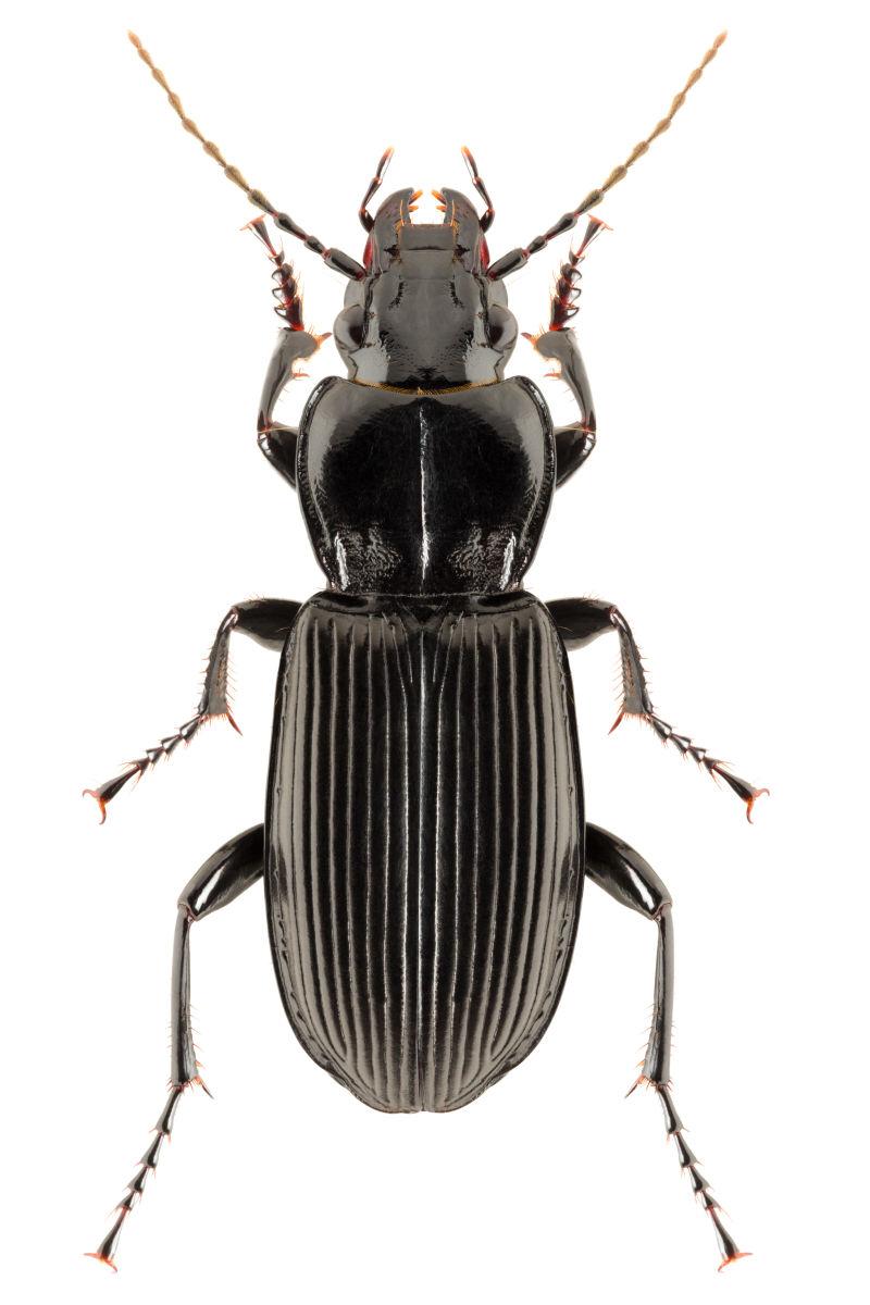 白色背景上的常见黑甲虫