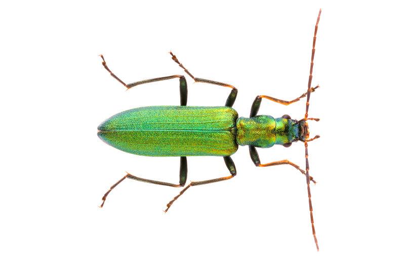 白色背景上的绿甲虫