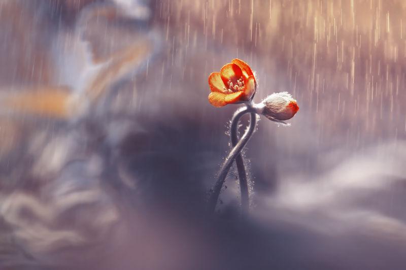 模糊春雨背景上的花