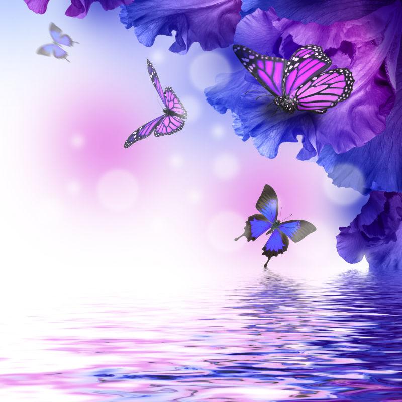 紫色鸢尾花和蝴蝶