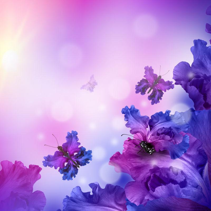 漂亮的紫色蝴蝶花