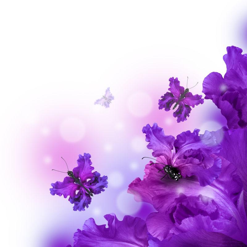 神奇的紫色鸢尾花和蝴蝶
