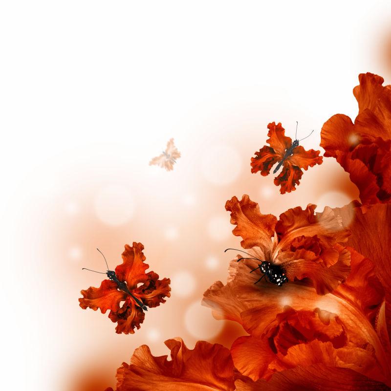 美丽的红色蝴蝶花