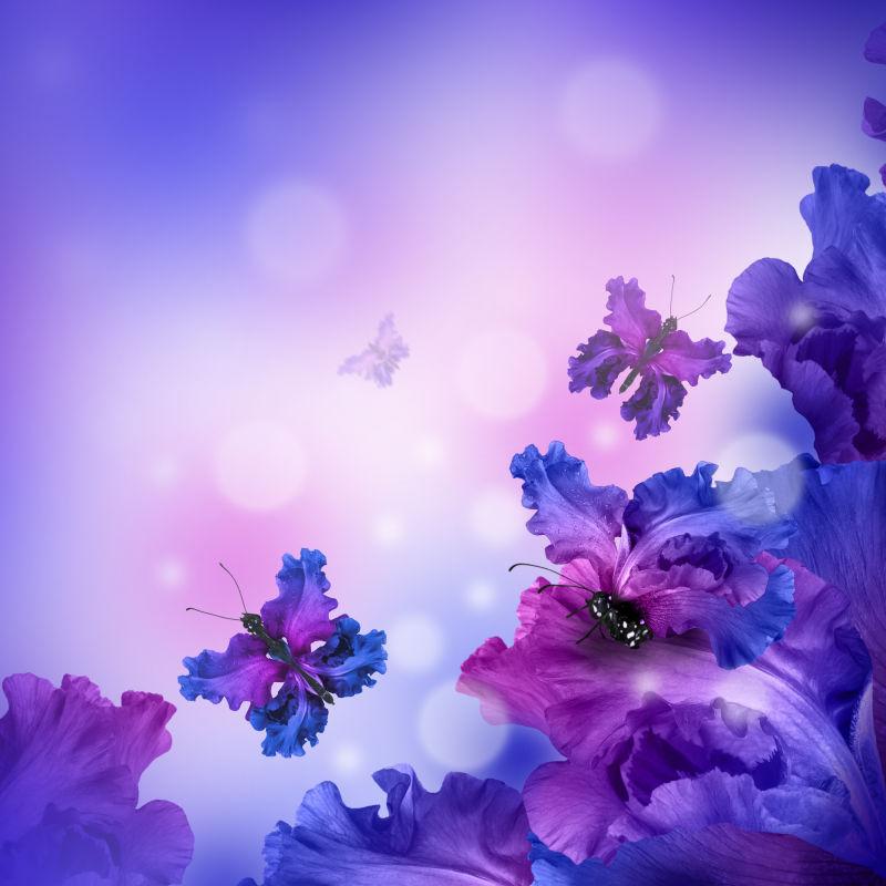 紫色蝴蝶花和蝴蝶