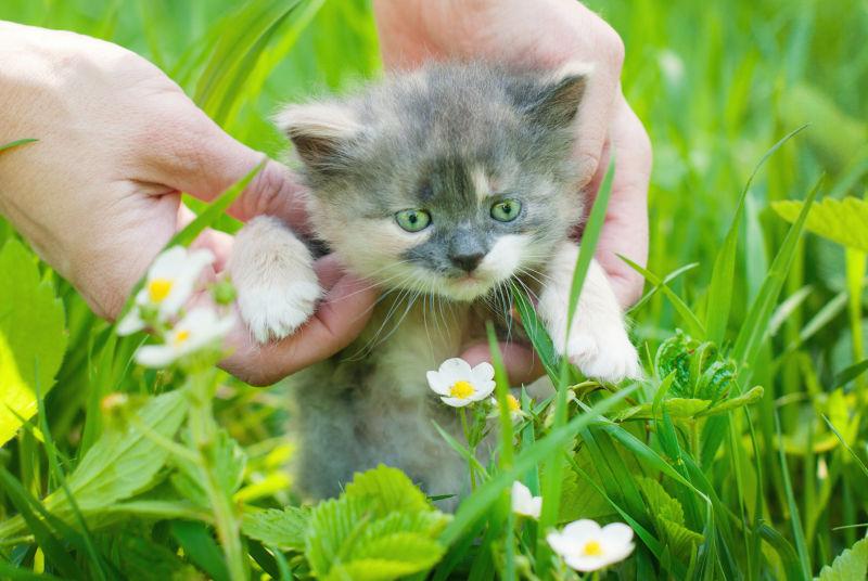 户外玩耍的美丽小猫