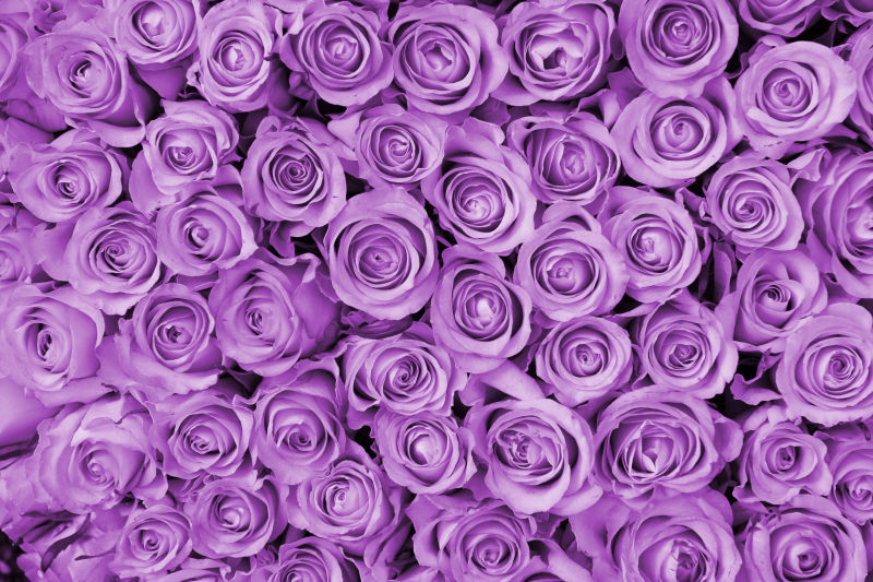 紫玫瑰花瓣