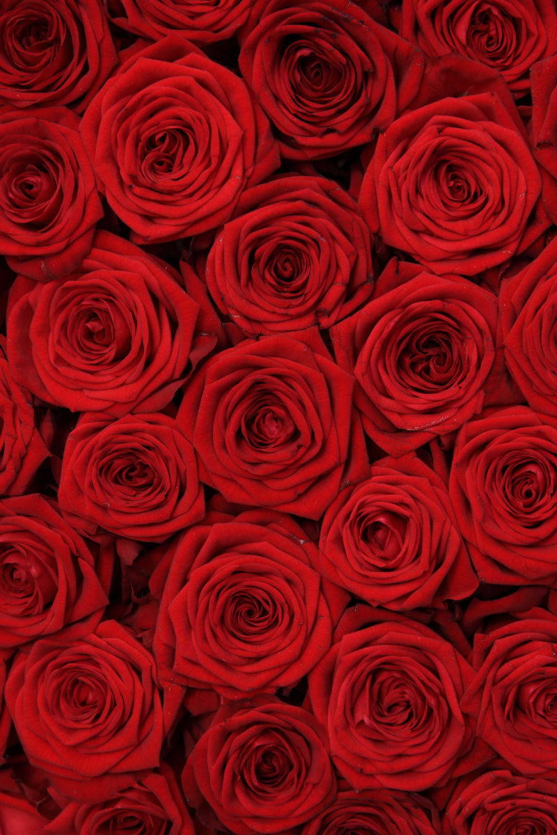 美丽的一束红玫瑰