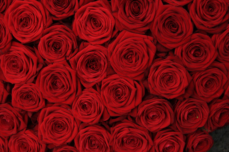 许多红色玫瑰