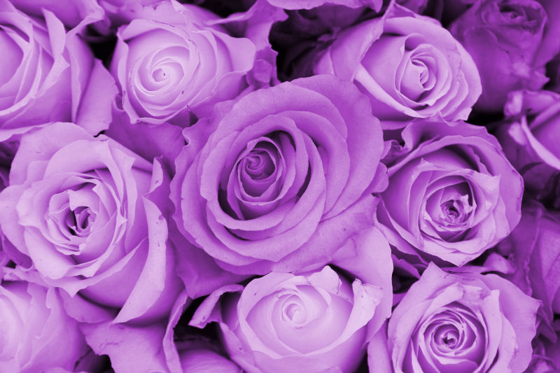 好看的紫色玫瑰