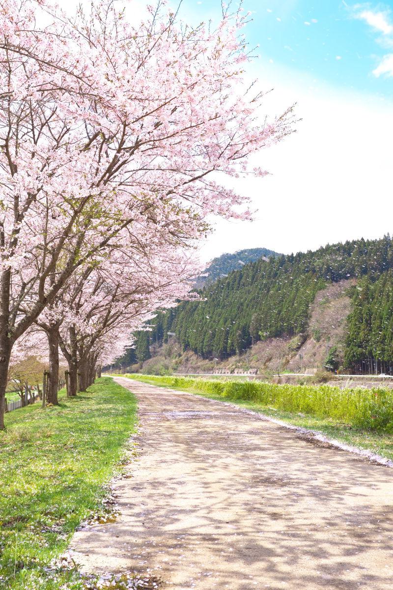 日本樱花树在乡间小路上