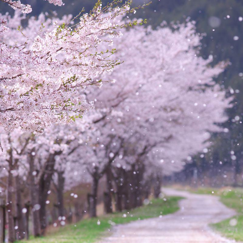 一排粉色的樱花树在乡间小路上