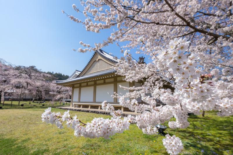 日本乡间的樱花树