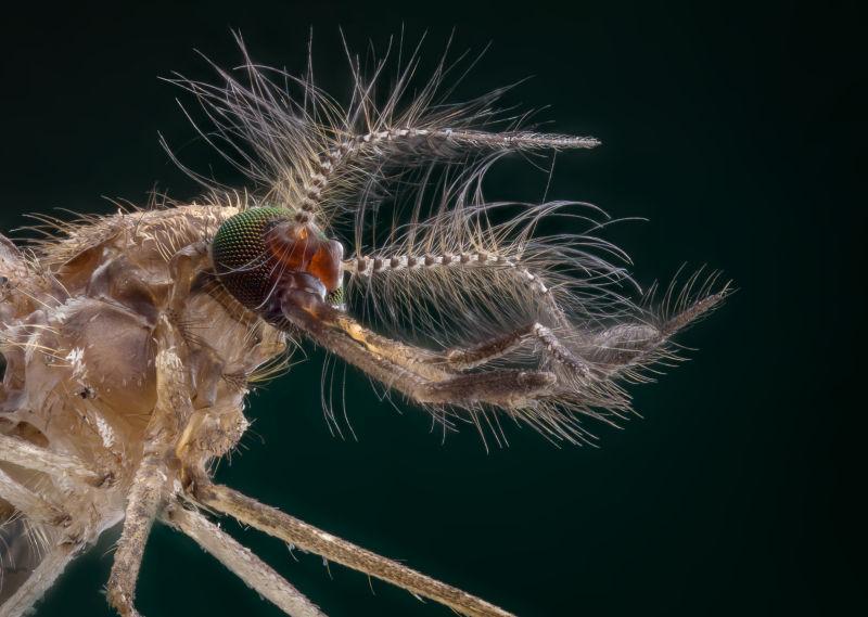 男性蚊子肖像在绿色到黑色的背景下通过显微镜