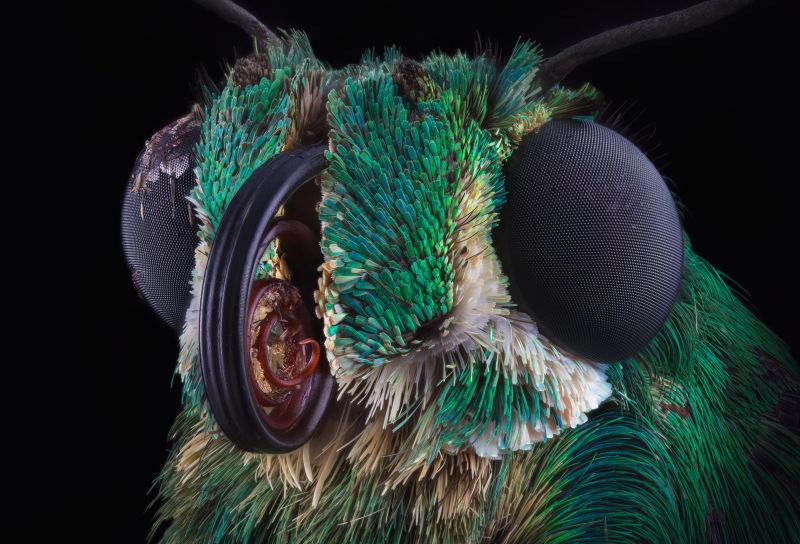 通过显微镜观察多米尼卡绿蝴蝶的肖像