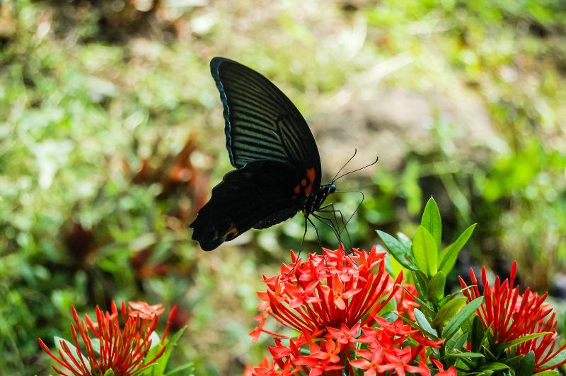 花朵上采蜜的黑色蝴蝶
